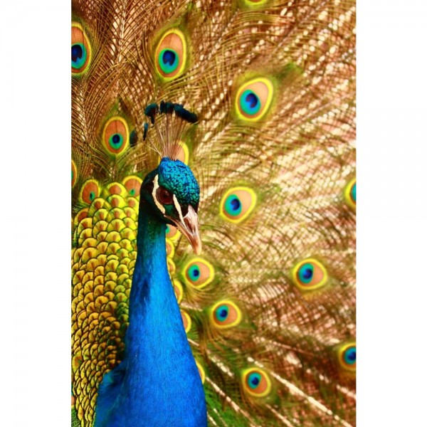 DIY Diamond Painting - Dieren PIX-2489