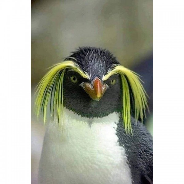 DIY Diamond Painting - Dieren PIX-2500