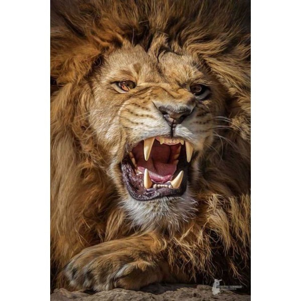 DIY Diamond Painting - Dieren PIX-2322