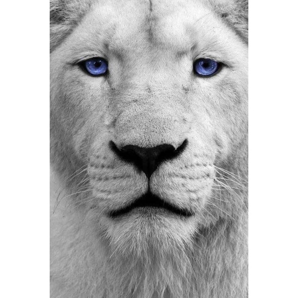 DIY Diamond Painting - Dieren PIX-2337