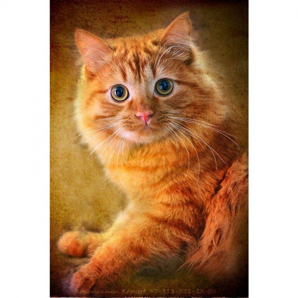 DIY Diamond Painting - Dieren PIX-2333