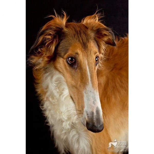 DIY Diamond Painting - Dieren PIX-2396