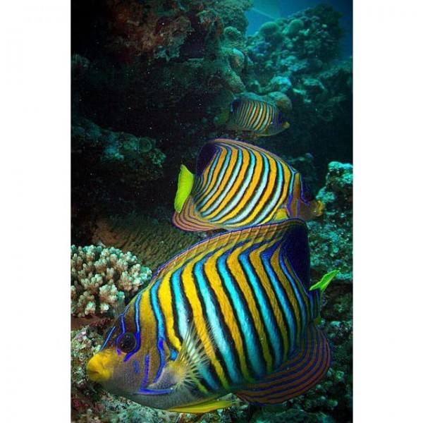 DIY Diamond Painting - Dieren PIX-2304