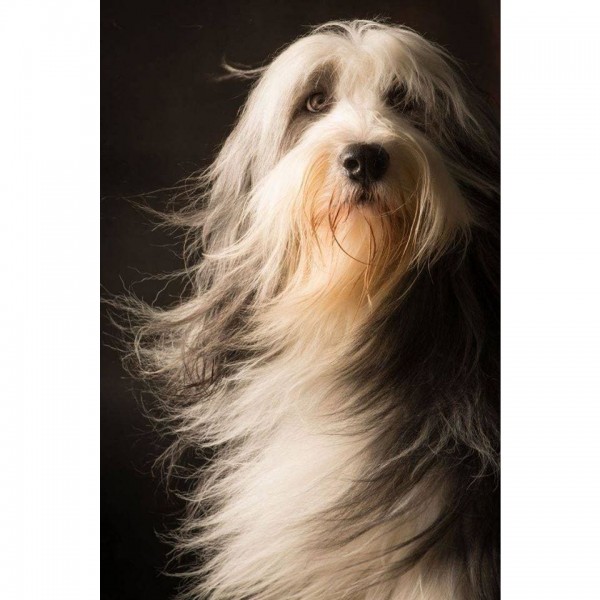 DIY Diamond Painting - Dieren PIX-2328