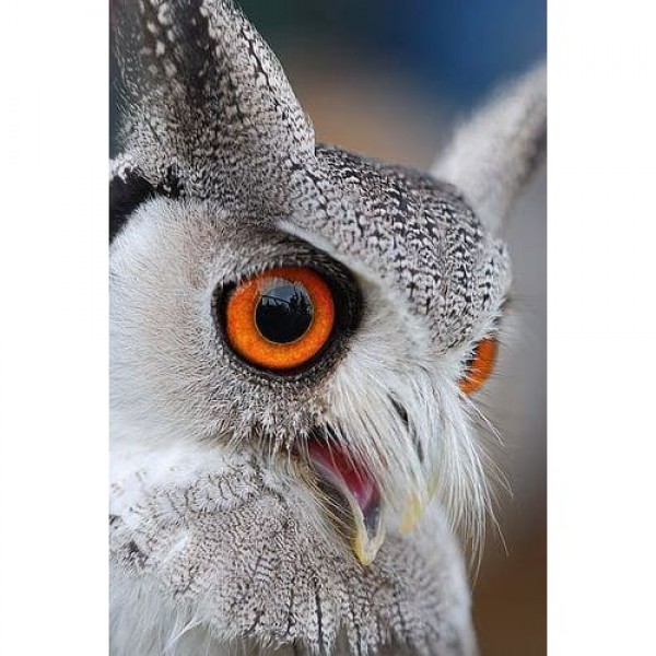 DIY Diamond Painting - Dieren PIX-2392