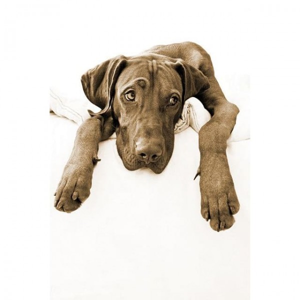 DIY Diamond Painting - Dieren PIX-2364