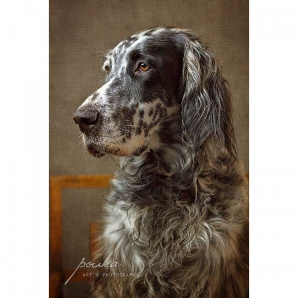 DIY Diamond Painting - Dieren PIX-2339