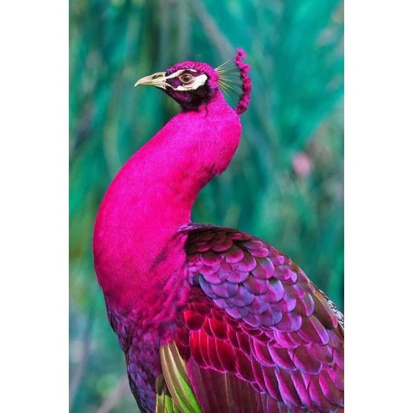 DIY Diamond Painting - Dieren PIX-2505