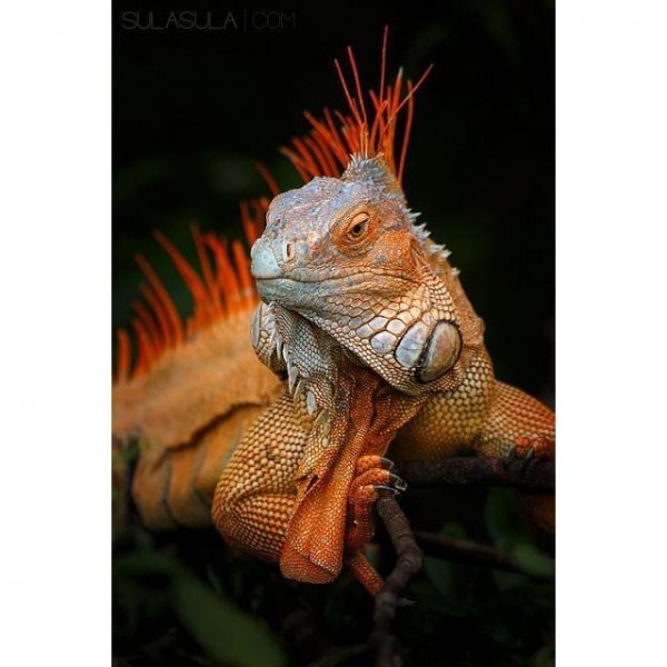 DIY Diamond Painting - Dieren PIX-2385