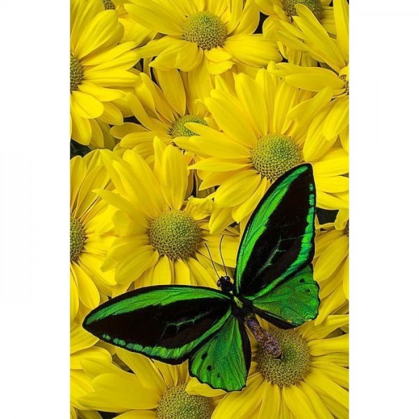 DIY Diamond Painting - Dieren PIX-2315