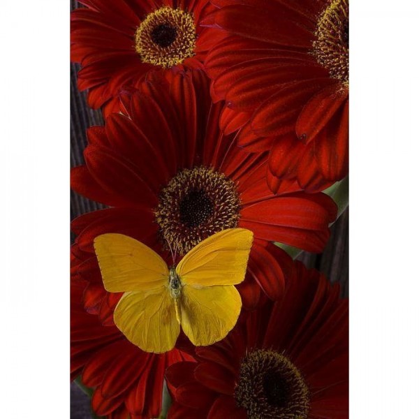 DIY Diamond Painting - Dieren PIX-2423