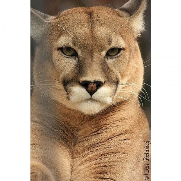 DIY Diamond Painting - Dieren PIX-2417