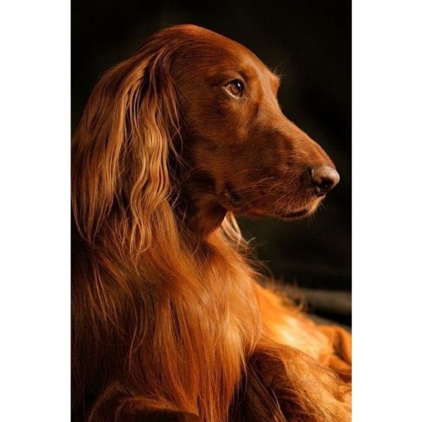 DIY Diamond Painting - Dieren PIX-2288