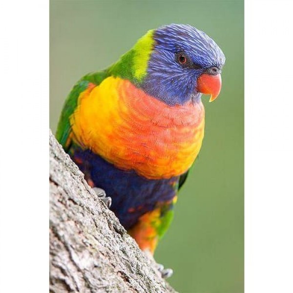 DIY Diamond Painting - Dieren PIX-2360