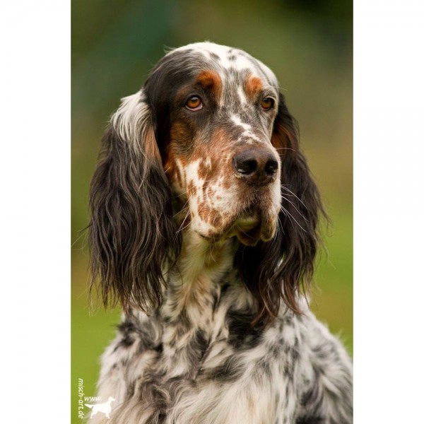 DIY Diamond Painting - Dieren PIX-2432