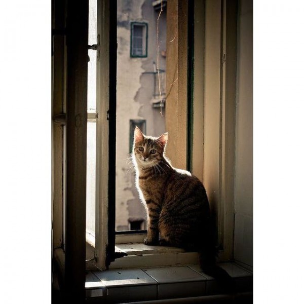 DIY Diamond Painting - Dieren PIX-2380