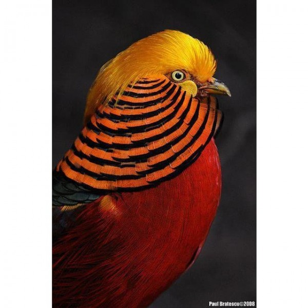 DIY Diamond Painting - Dieren PIX-2402