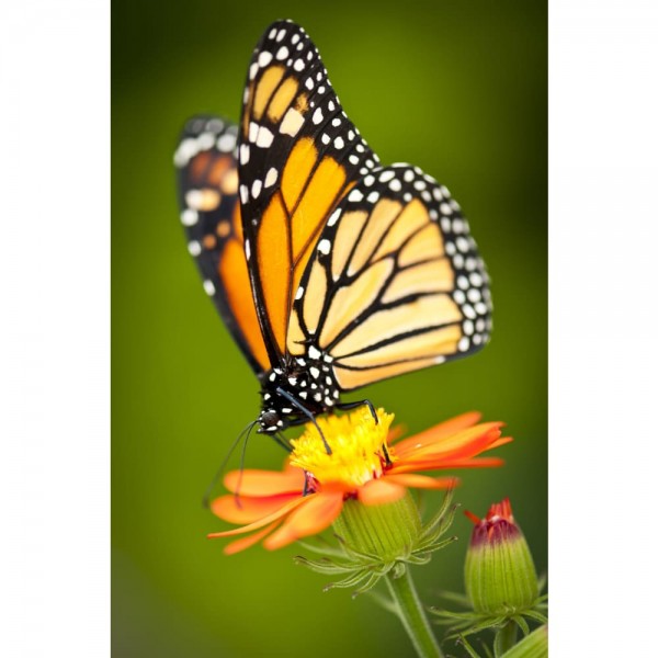 DIY Diamond Painting - Dieren PIX-2474