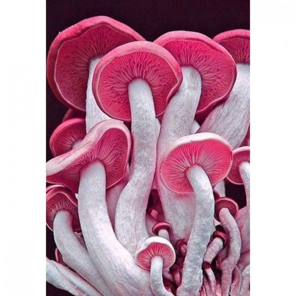 DIY Diamond Painting - Dieren PIX-2285