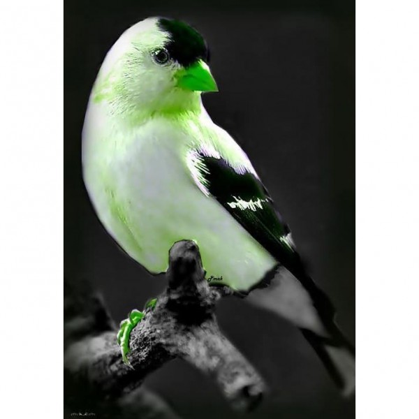 DIY Diamond Painting - Dieren PIX-2361