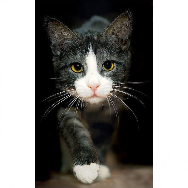 DIY Diamond Painting - Dieren PIX-2382