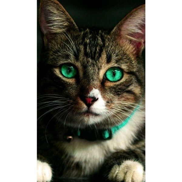 DIY Diamond Painting - Dieren PIX-2421