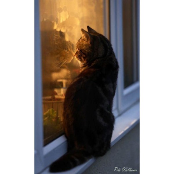 DIY Diamond Painting - Dieren PIX-2358