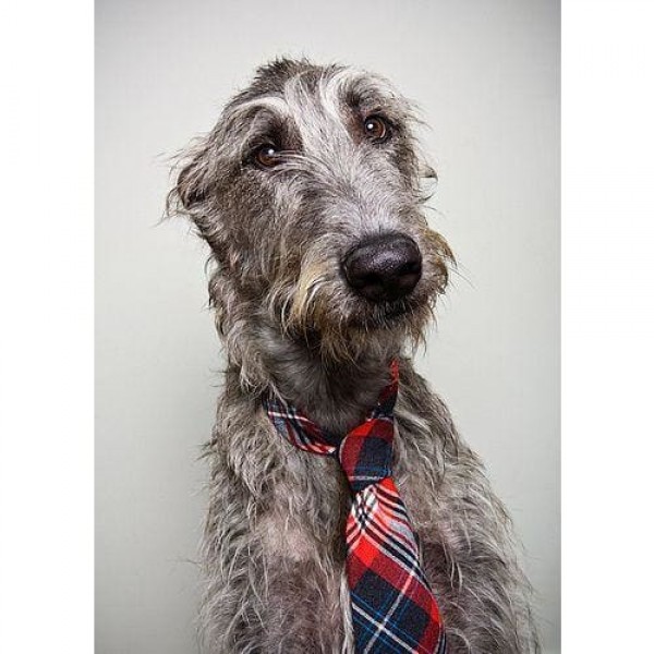 DIY Diamond Painting - Dieren PIX-2369