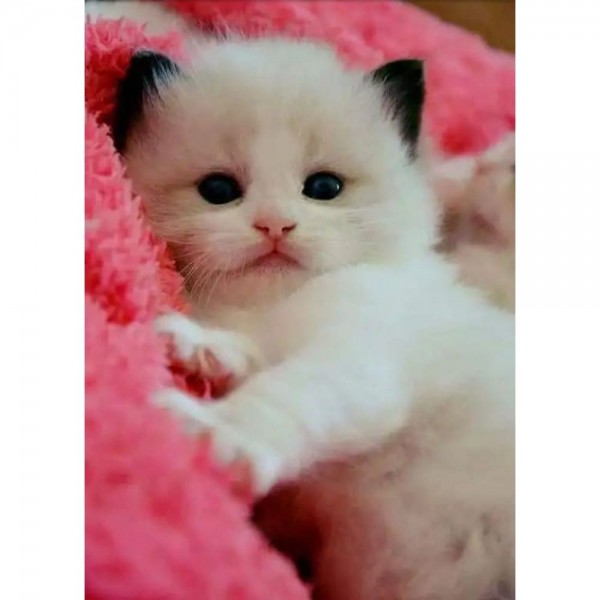 DIY Diamond Painting - Dieren PIX-2437