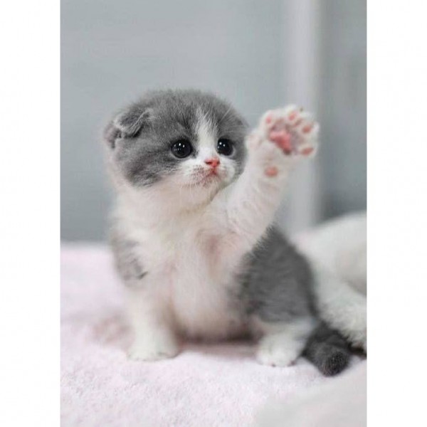 DIY Diamond Painting - Dieren PIX-2355