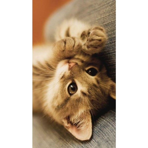 DIY Diamond Painting - Dieren PIX-2400