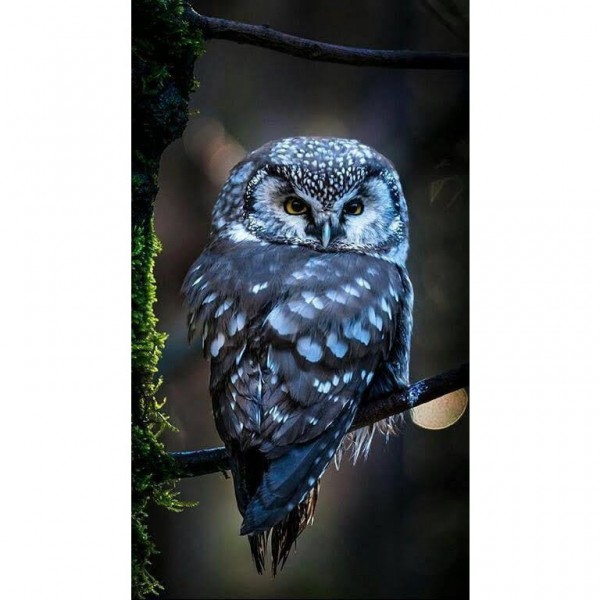 DIY Diamond Painting - Dieren PIX-2405