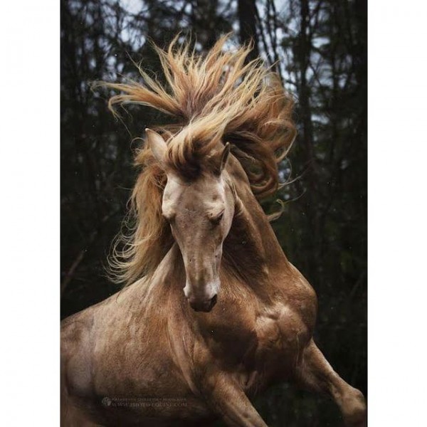 DIY Diamond Painting - Dieren PIX-2401