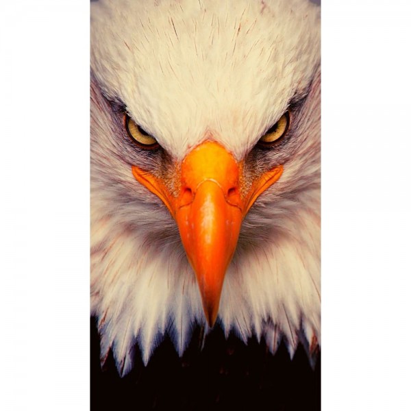 DIY Diamond Painting - Dieren PIX-2485