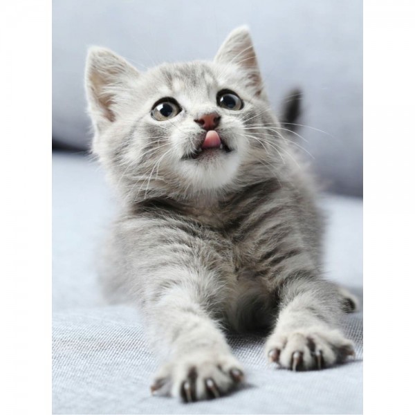 DIY Diamond Painting - Dieren PIX-2340