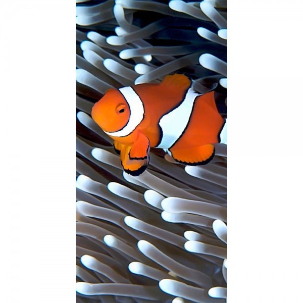 DIY Diamond Painting - Dieren PIX-2300