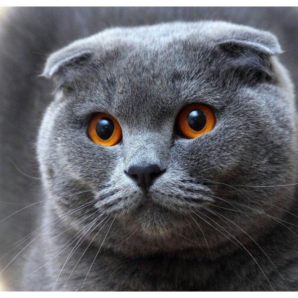 DIY Diamond Painting - Kat PIX-1342