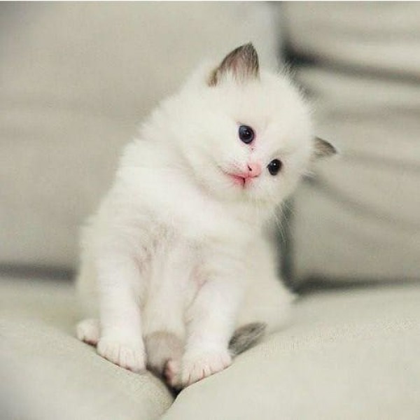 DIY Diamond Painting - Dieren PIX-2353