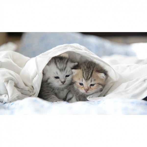 DIY Diamond Painting - Kat PIX-1322