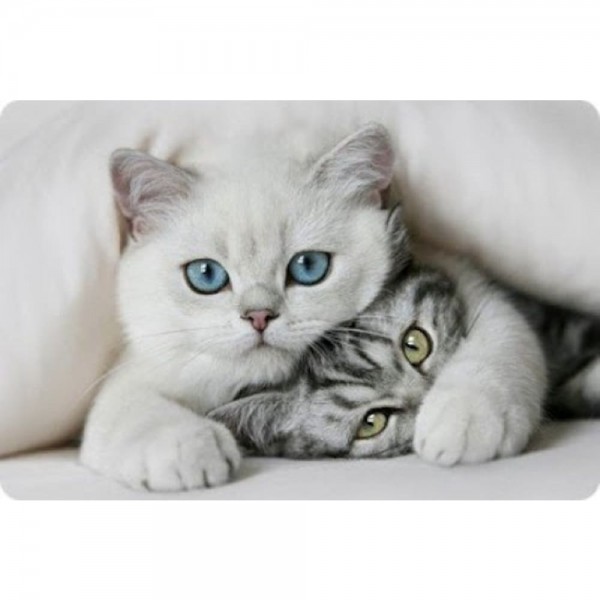 DIY Diamond Painting - Kat PIX-1405