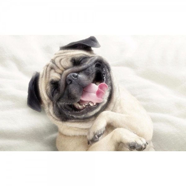 DIY Diamond Painting - Hond grappig PIX-169