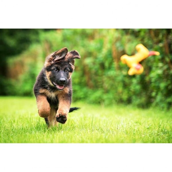 DIY diamant schilderij - Duitse herder puppy PIX-379