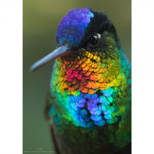 DIY Diamond Painting - Dieren PIX-2335