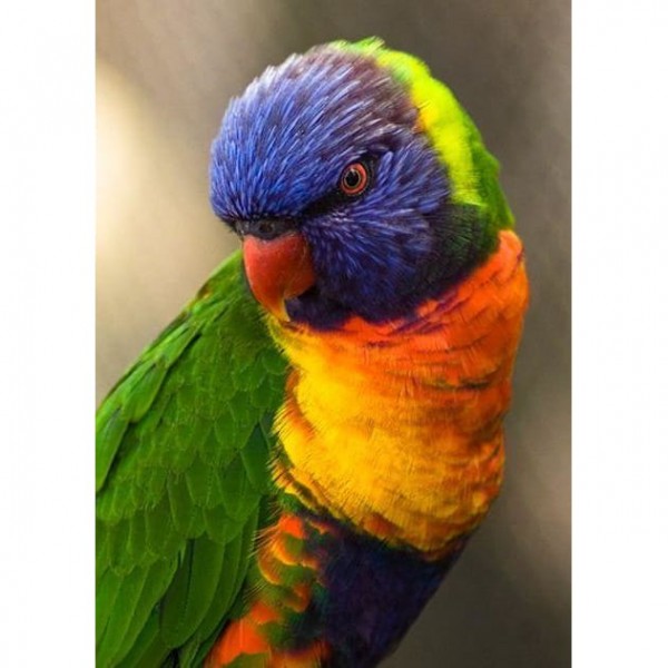 DIY Diamond Painting - Dieren PIX-2378