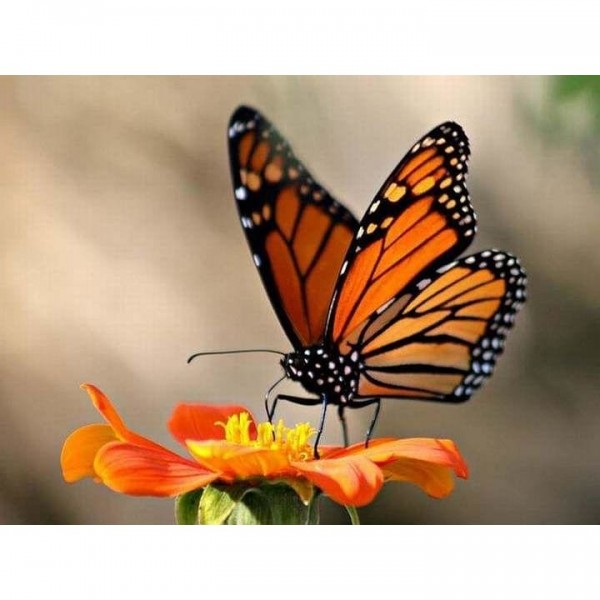 DIY Diamond Painting - Dieren PIX-2376