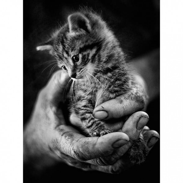 DIY Diamond Painting - Dieren PIX-2393