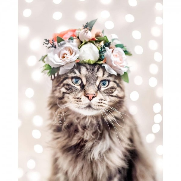 DIY Diamond Painting - Dieren PIX-2455