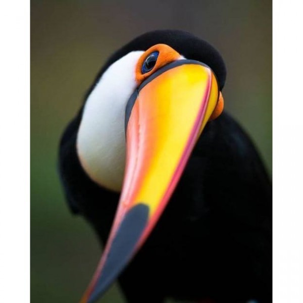 DIY Diamond Painting - Dieren PIX-2352