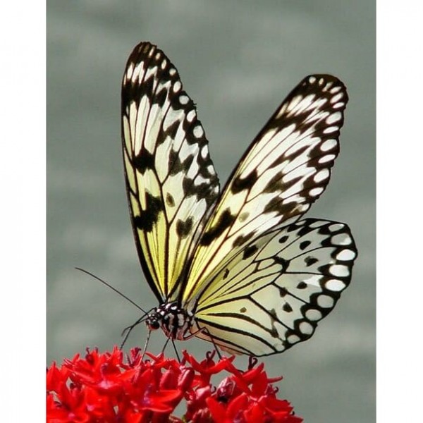 DIY diamant schilderij - Dieren PIX-2414