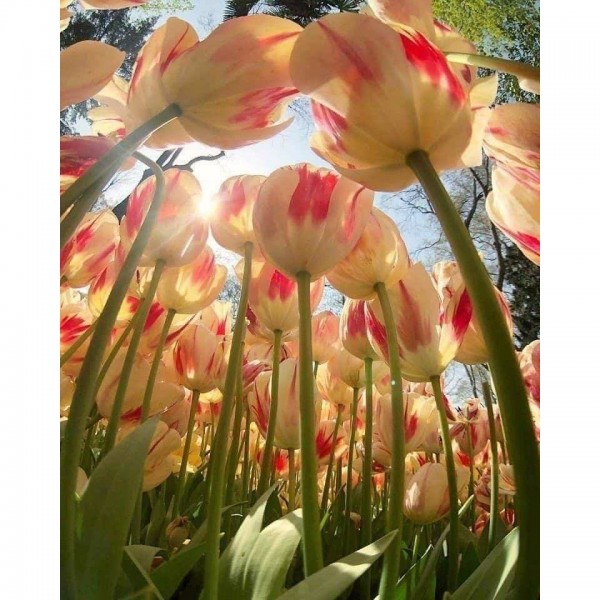 DIY Diamant Schilderij - Fantasie PIX-1947